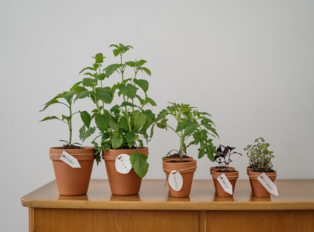 Garden Hacks Decoradhouse
