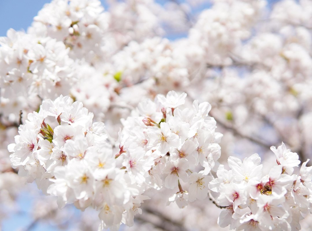 Customizing Your Sakura Avatar